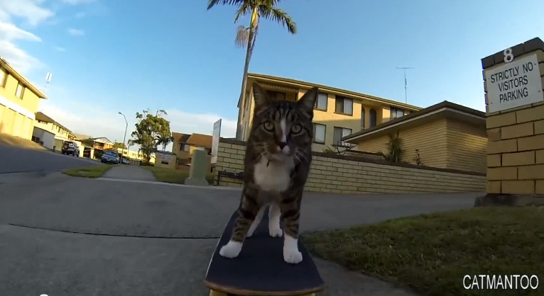 Video: O gato skatista