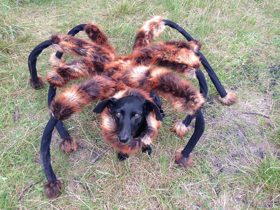 Pegadinha - Mutant Giant Spider Dog