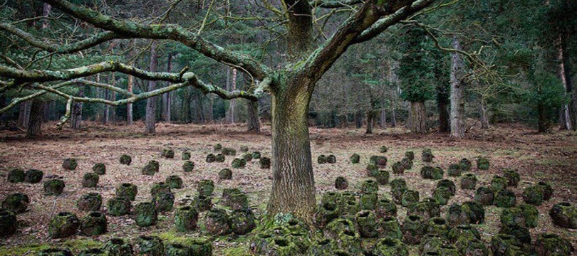 Ellie Davies passou sete anos em florestas para criar cenas místicas