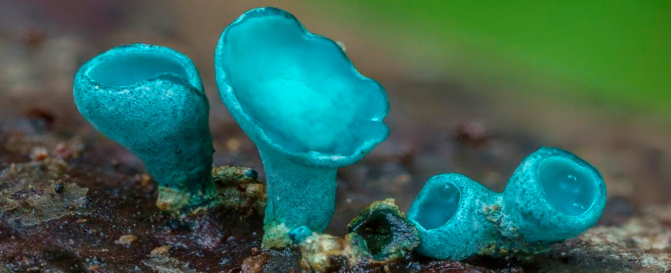 Fotógrafa autodidata documenta os fungos que encontra em trilhas
