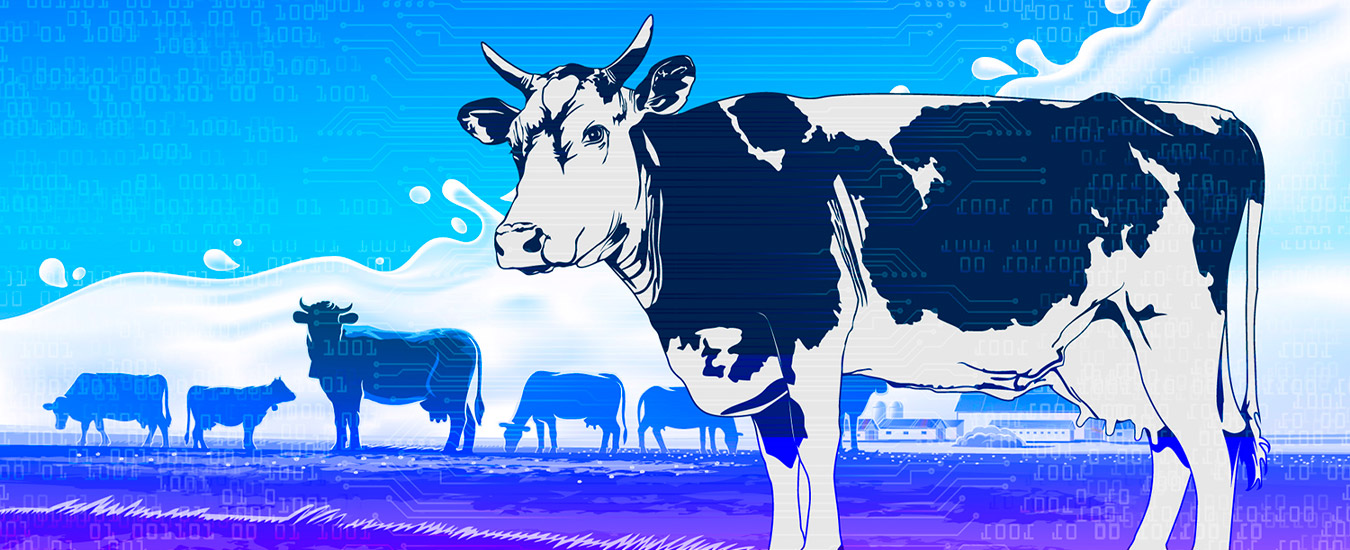 Colares 5G permitem que as vacas escolham quando serem ordenhadas