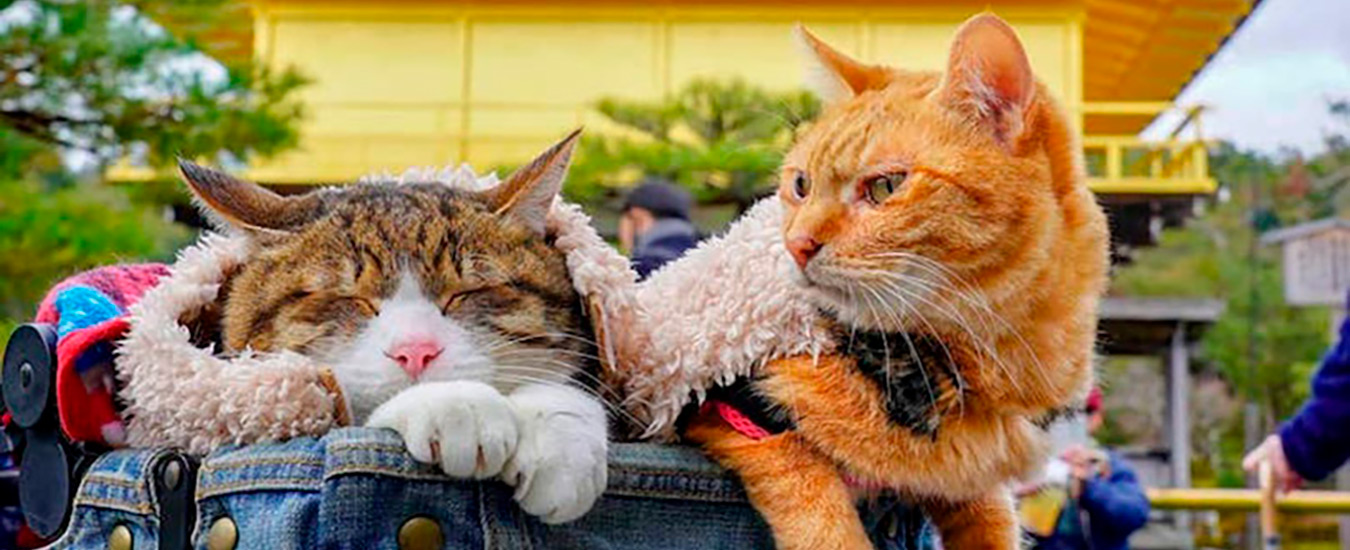 Dois gatos se aventuram pelo Japão com seu dono