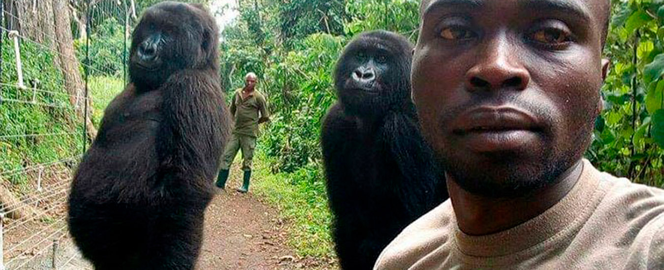 Macacos ficam em pé para selfie