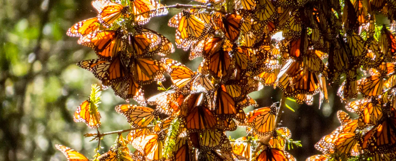 O som de milhões de borboletas batendo as asas