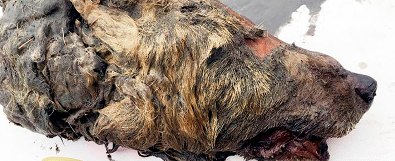 Cabeça de lobo antigo de 30 mil anos é encontrada na Sibéria