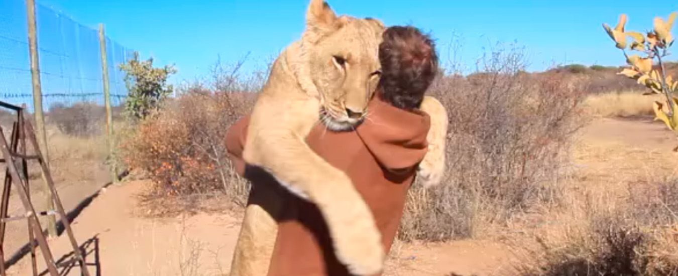 Vídeo mostra a alegre reunião de uma leoa com seu criador