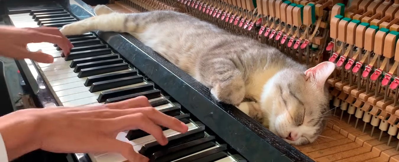 Gato do piano dorme enquanto dono toca