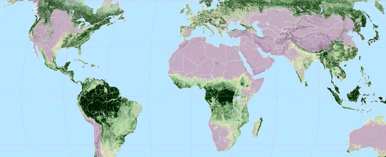 Mapa mostra onde as árvores crescem no mundo
