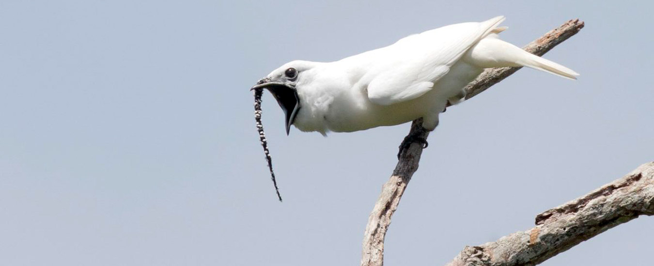 O pássaro que canta mais alto vive na Amazônia