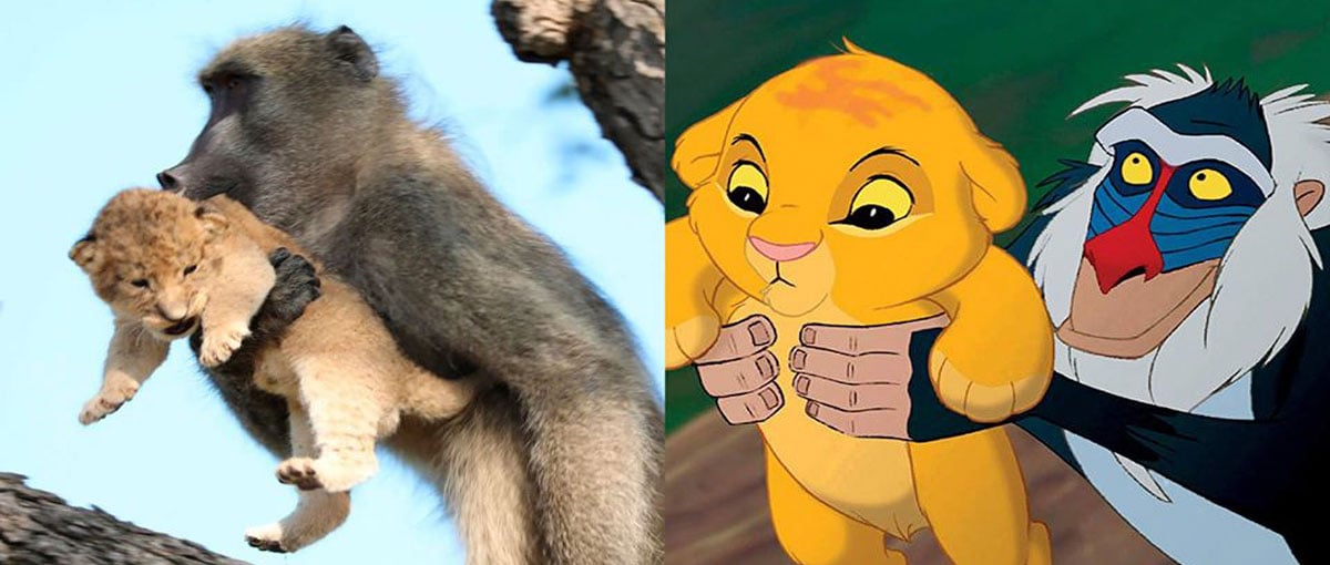 A história por trás do babuíno e filhote de leão que ‘imitaram’ cena de Rei Leão