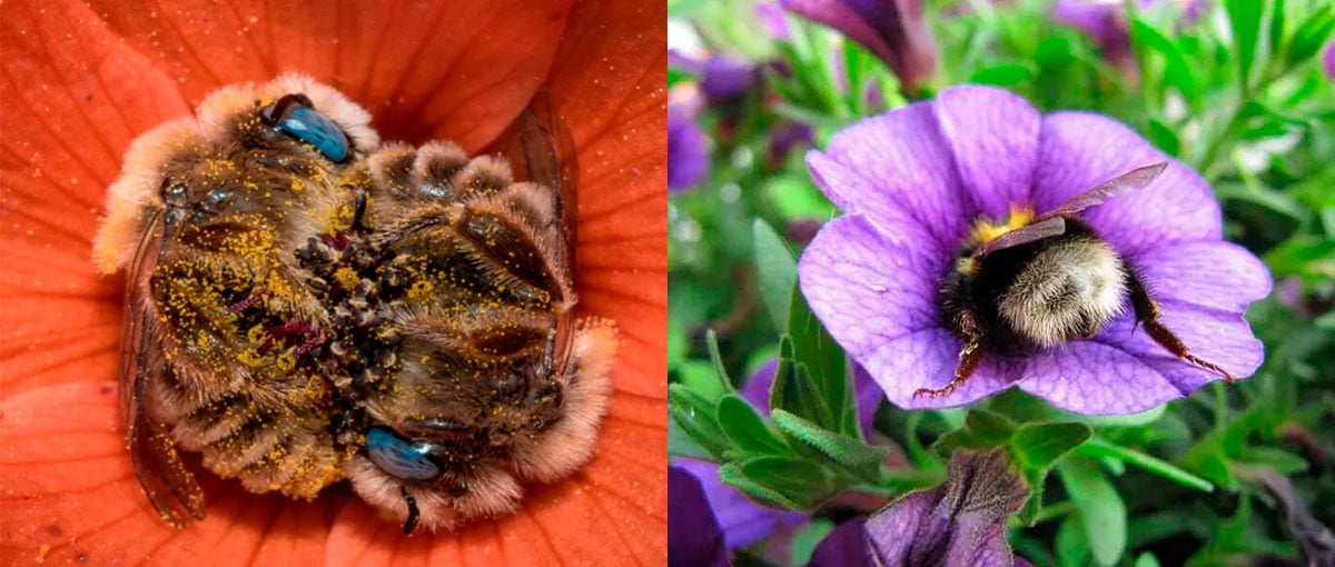 Fotos adoráveis de abelhas dormindo em flores