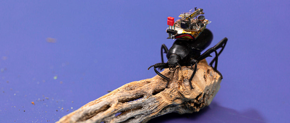 Câmera para insetos pode ser inserida nas costas de um besouro