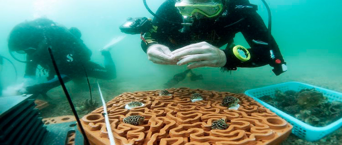 Peças de argila em 3D devem estimular o crescimento dos recifes de coral