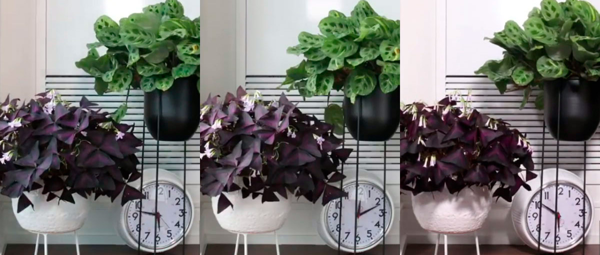 Time-lapses mostram como as plantas se movimentam