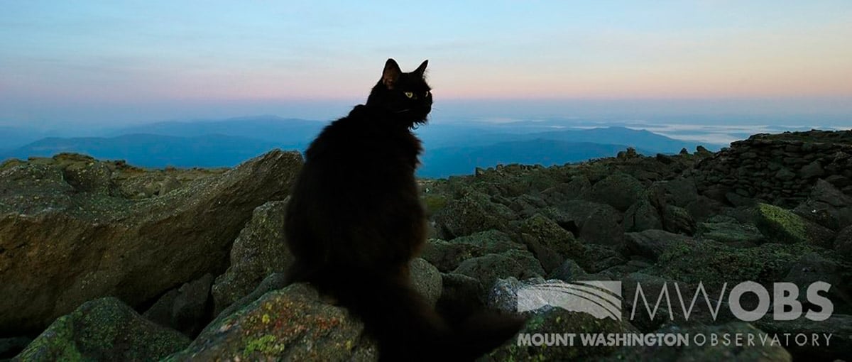 Marty, o gato que viveu por 12 anos em um observatório no cume de uma montanha