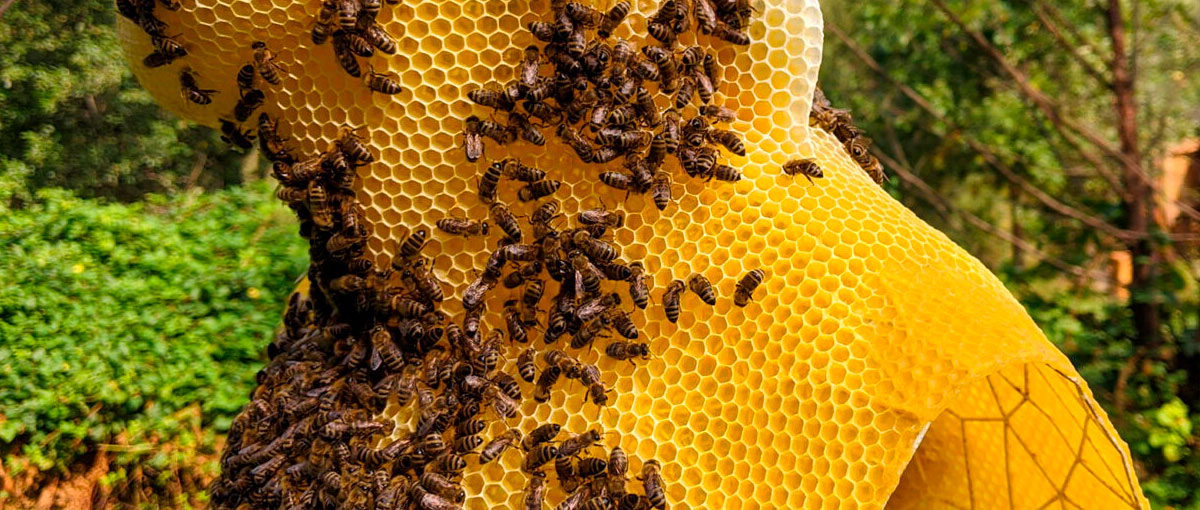 As esculturas feitas com favo de mel que atraem milhares de abelhas
