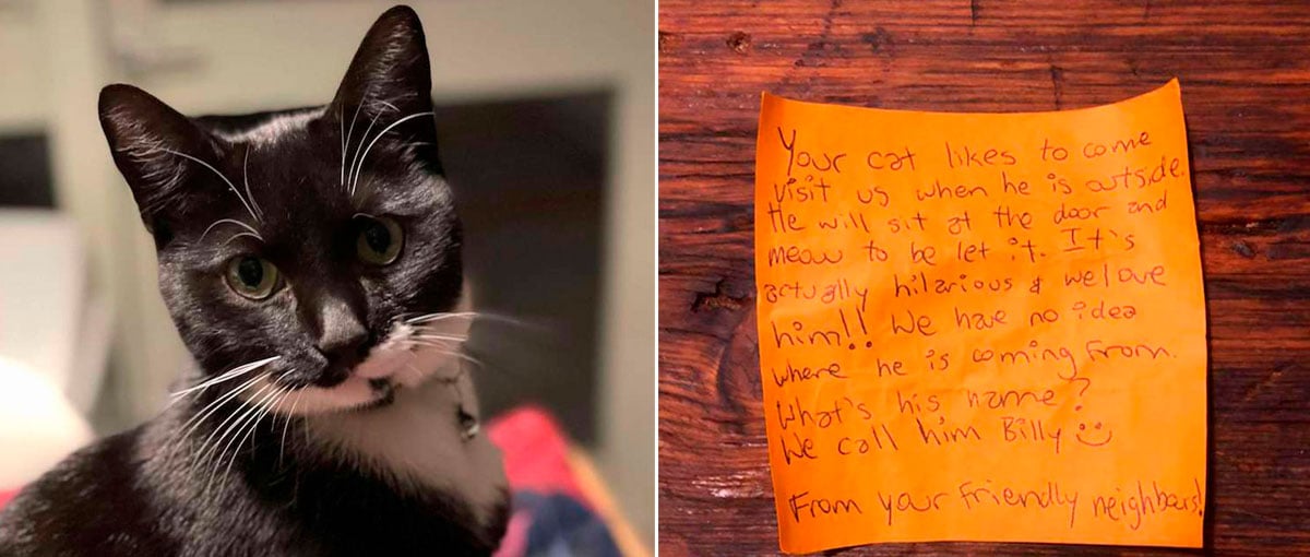 Gato que levava vida dupla criou amizade inesperada entre vizinhos