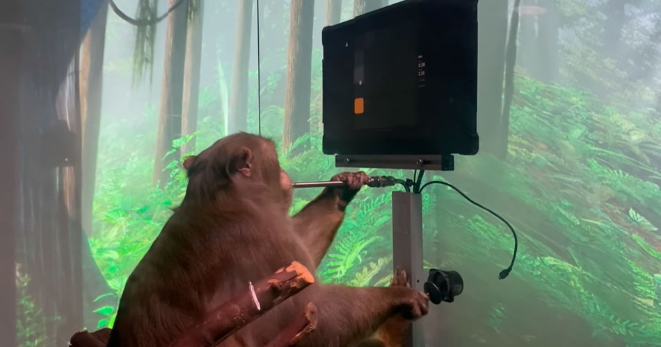 Macaco joga pong com o pensamento em vídeo da Neuralink