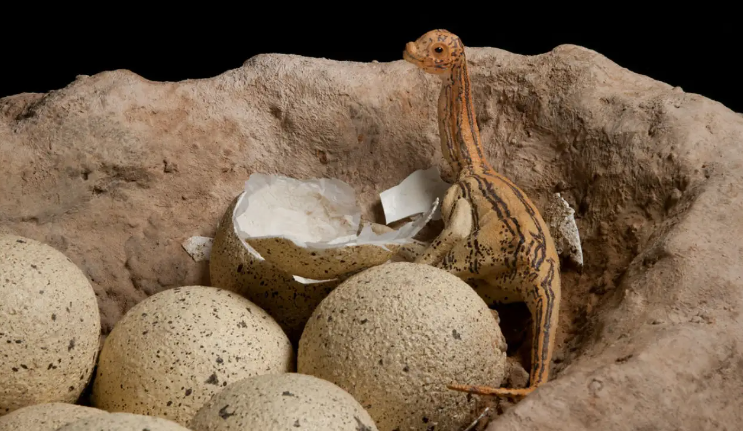 Pedra em museu na verdade é um ovo de dinossauro de 60 milhões de anos