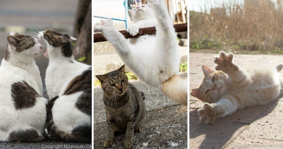20 fotos de poses adoráveis de gatos de rua