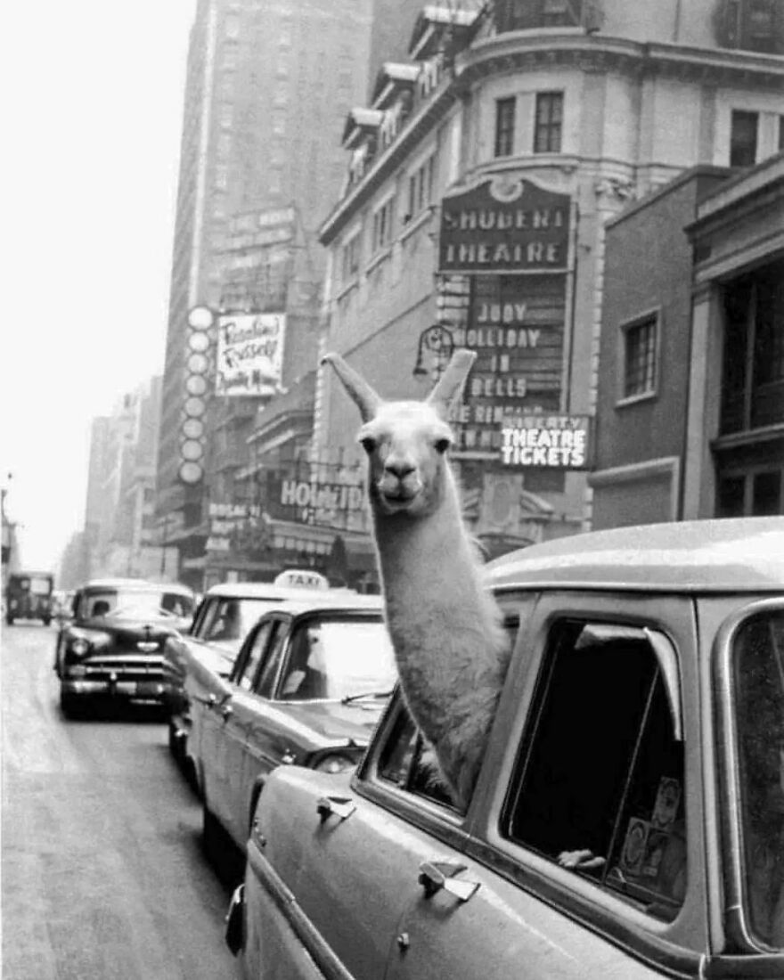 20 incríveis fotografias de animais no momento certo - Nerdizmo