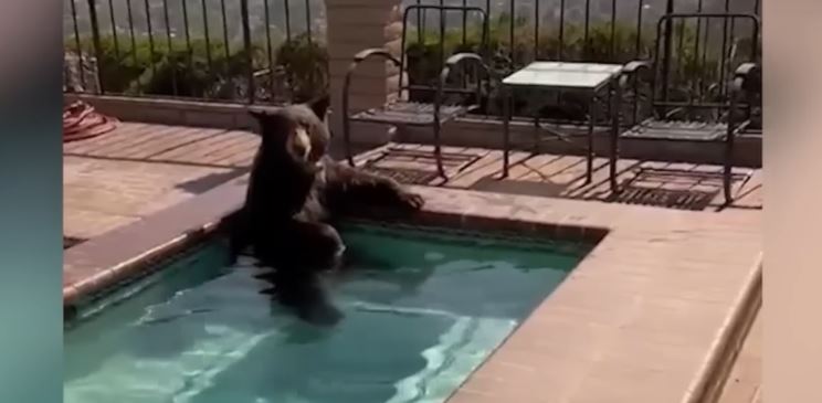 Urso se refresca em jacuzzi para escapar do calor