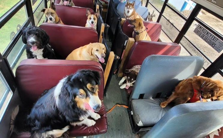 Homem dirige um adorável ônibus escolar cheio de cães para o parque todos os dias
