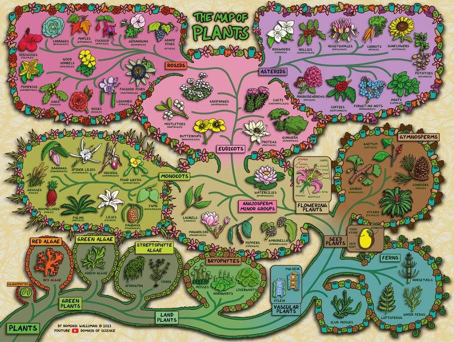 Um mapa da complexidade natural das plantas
