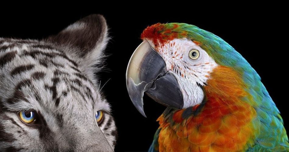 30 retratos de animais selvagens incríveis, por Brad Wilson
