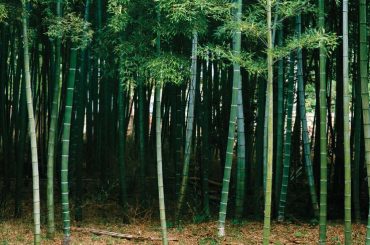 Cientistas desenvolvem bambu transparente resistente a água e ao fogo