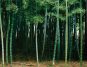 Cientistas desenvolvem bambu transparente resistente a água e ao fogo