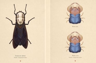 Insetos inspirados em A Viagem de Chihiro: artista cria ilustrações de criaturas imaginárias inspiradas no anime
