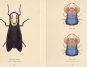 Insetos inspirados em A Viagem de Chihiro: artista cria ilustrações de criaturas imaginárias inspiradas no anime