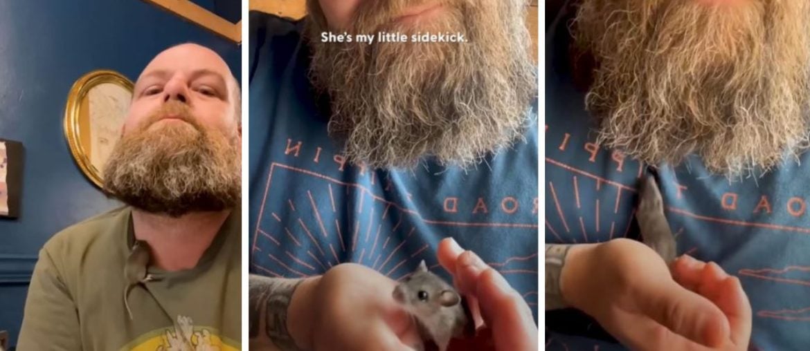 Pequena ratinha resgatada tem grande personalidade e se esconde na camisa do dono