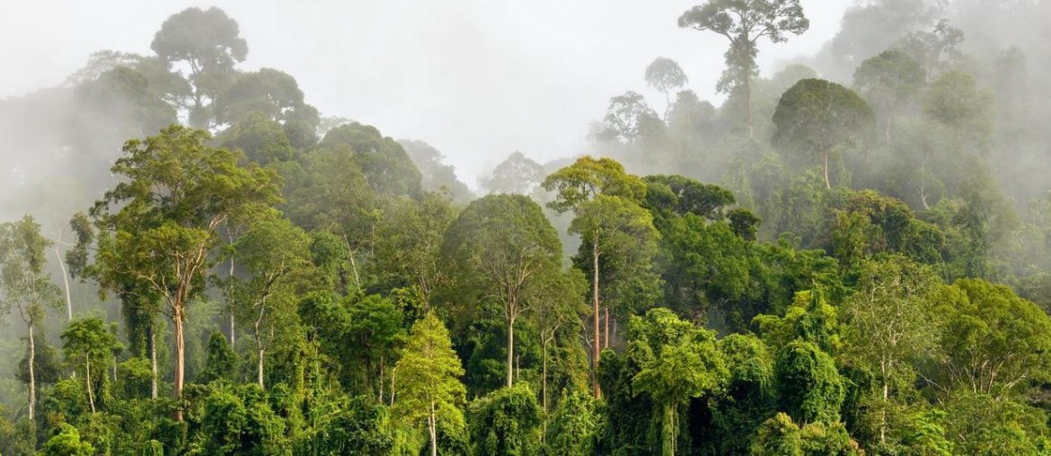 Plantas e florestas quase não absorveram carbono no ano passado, chocando cientistas climáticos