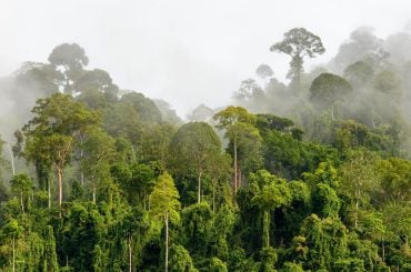 Plantas e florestas quase não absorveram carbono no ano passado, chocando cientistas climáticos