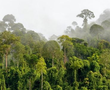 Plantas e florestas quase não absorveram carbono no ano passado, chocando cientistas climáticos