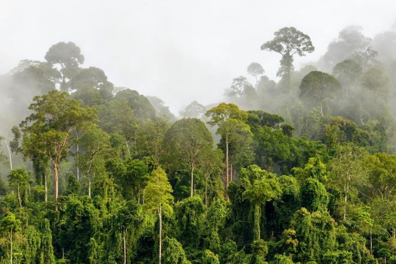 Plantas e florestas quase não absorveram carbono no ano passado, chocando cientistas climáticos