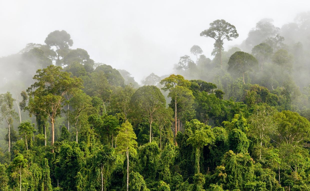 Plantas e florestas quase não absorveram carbono no ano passado, chocando cientistas climáticos