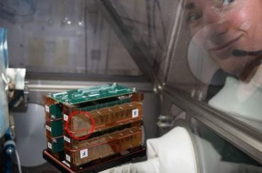 Chips de tecido da NASA contêm células vivas e são usados para modelar órgãos no espaço