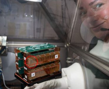 Chips de tecido da NASA contêm células vivas e são usados para modelar órgãos no espaço