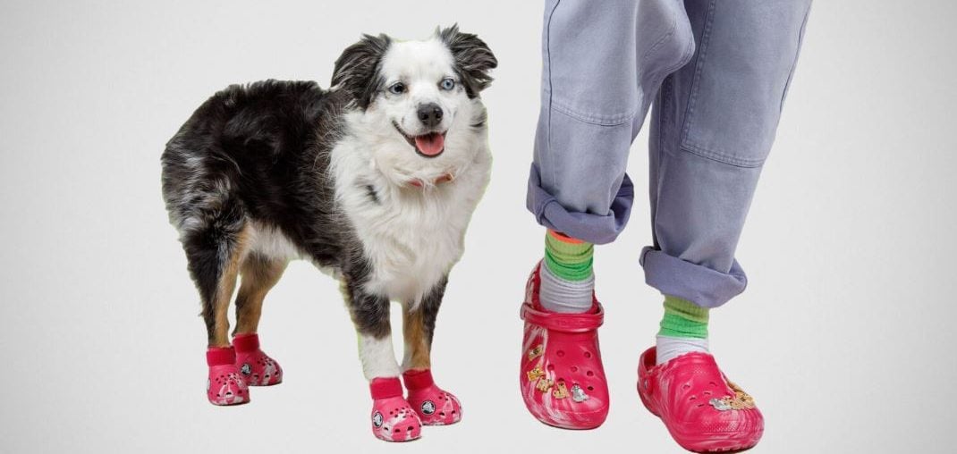 Crocs para cachorros são lançados em parceria da Crocs com a BARK