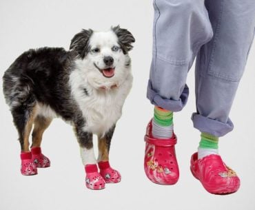 Crocs para cachorros são lançados em parceria da Crocs com a BARK