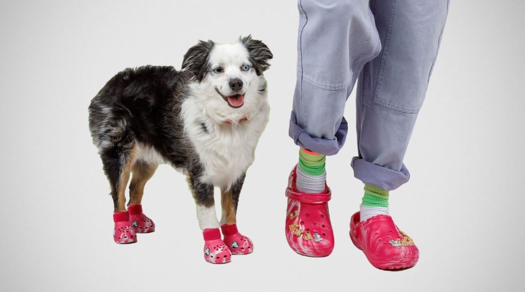 Crocs para cachorros são lançados em parceria da Crocs com a BARK