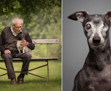 Dog Photography Awards de 2024: Veja as fotos vencedoras