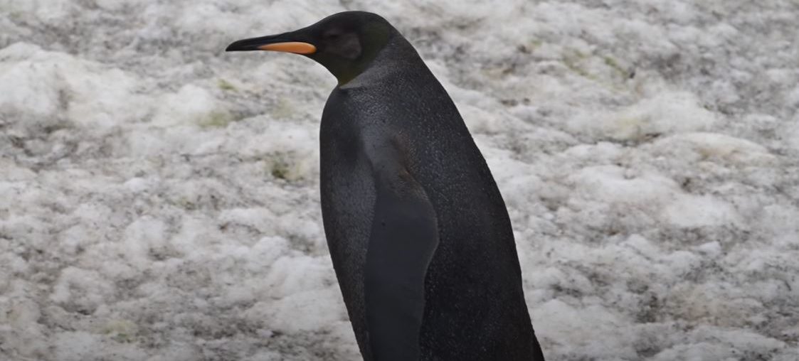 Raríssimo Pinguim preto é registrado por fotógrafo