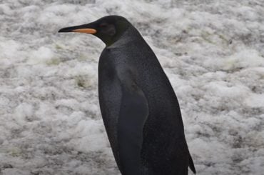 Raríssimo Pinguim preto é registrado por fotógrafo