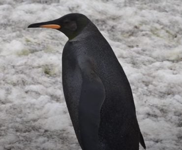 Raríssimo Pinguim preto é registrado por fotógrafo