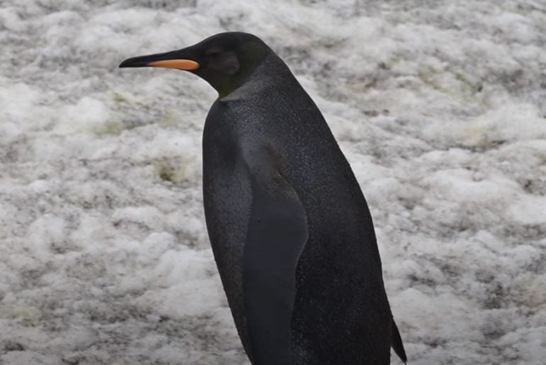 Raríssimo Pinguim preto é registrado por fotógrafo