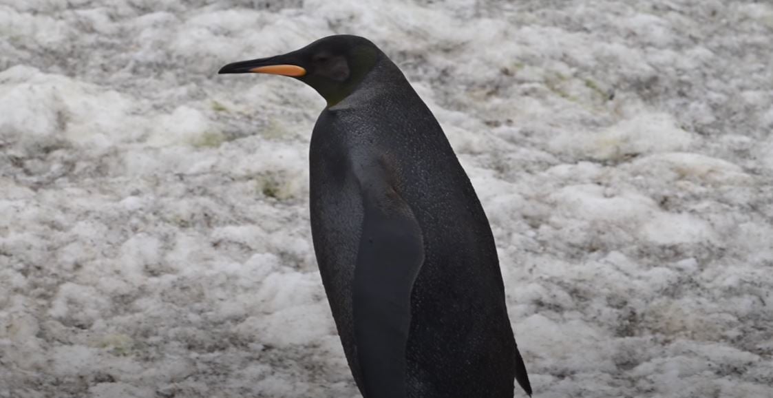 Raríssimo Pinguim preto é registrado por fotógrafo